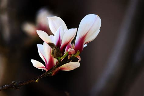 玉兰花风水